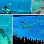 沖繩親子自由行必看！帶孩子去部瀨名海中公園搭「鯨魚玻璃底船」與海中展望塔，分享餵魚飼料的小技巧