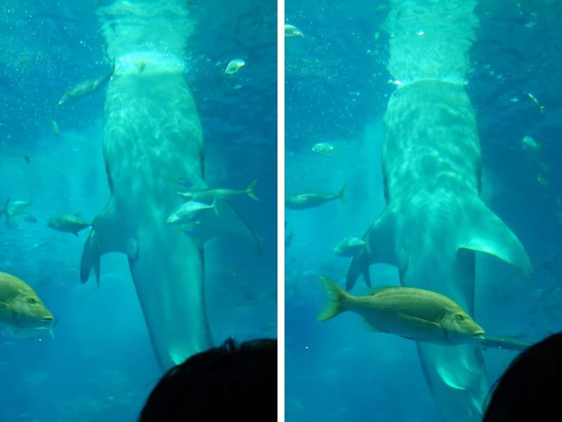 沖繩美麗海水族館黑潮之海鯨鯊垂直餵食秀