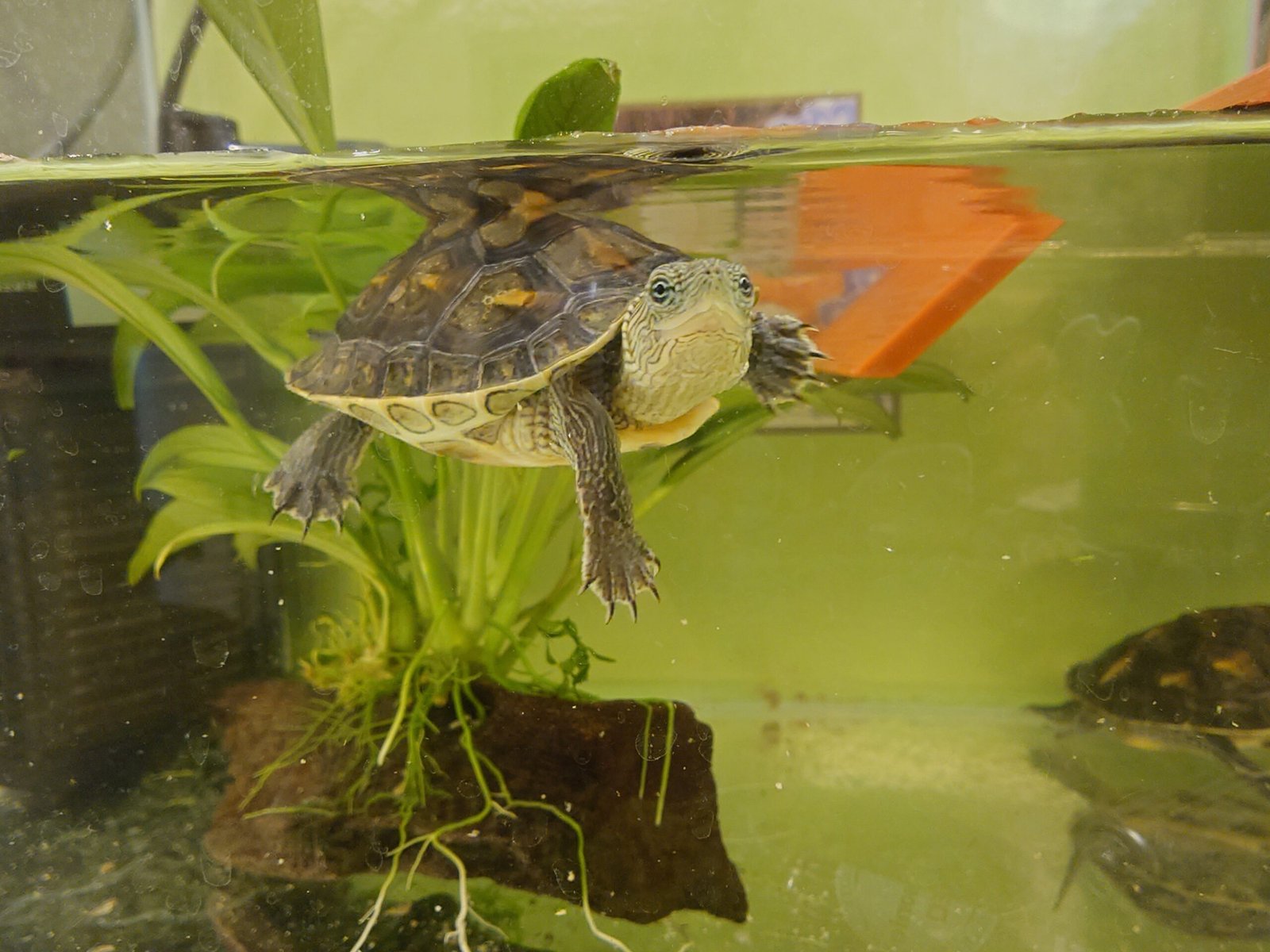 「媽媽,我想養烏龜!」新手養烏龜,最後媽媽變主要照顧者的飼養日記 2 養烏龜的好處就是烏龜很可愛