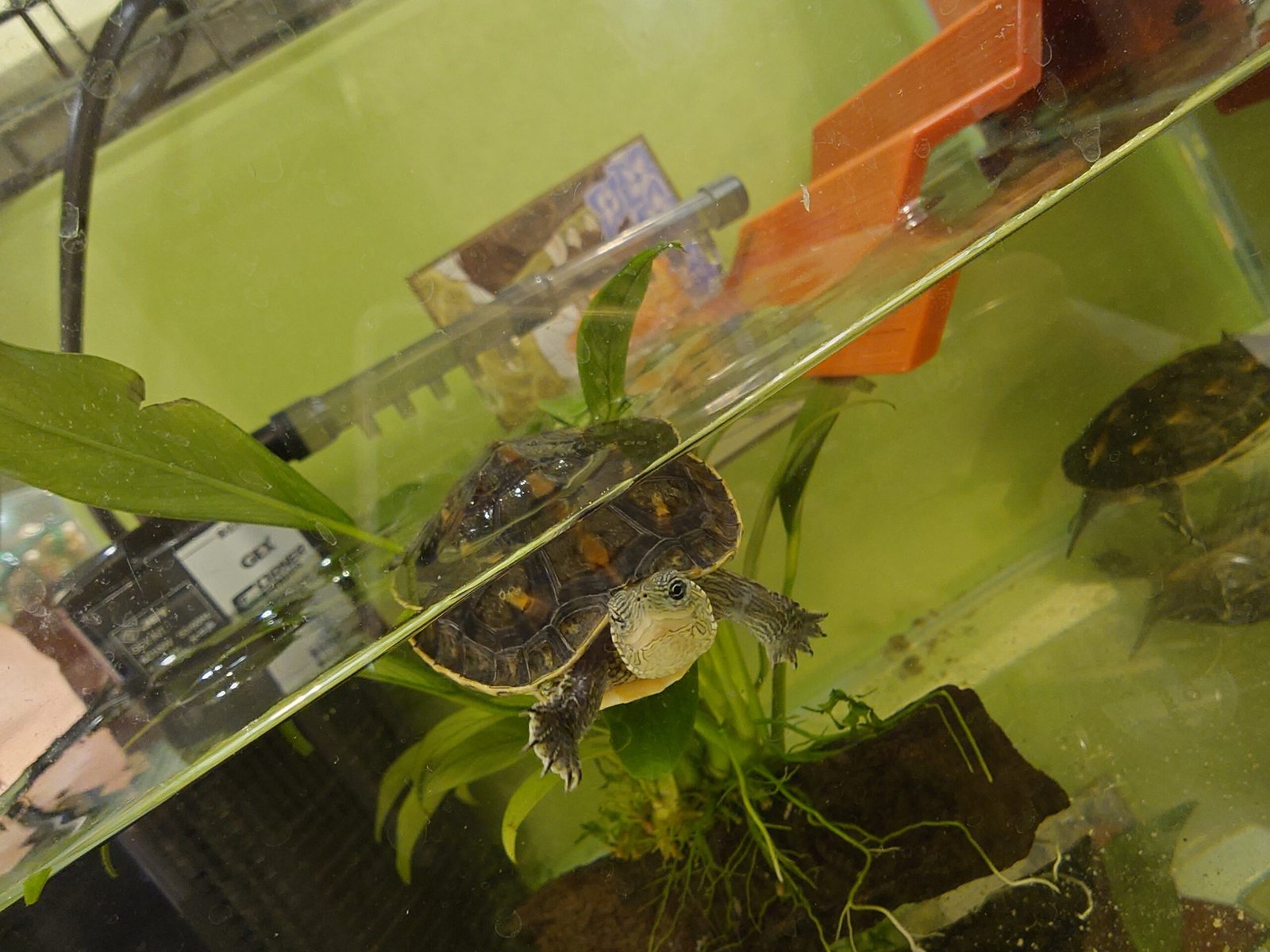 「媽媽,我想養烏龜!」新手養烏龜,最後媽媽變主要照顧者的飼養日記 8 養龜入門、養龜有什麼好處?養龜又有什麼禁忌…