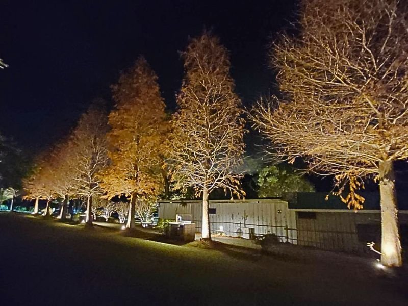 可飛麗冬天落羽松很美