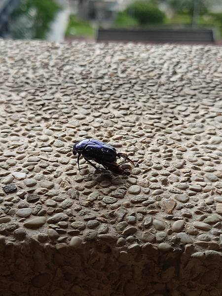 pic pimg tw pimama 1719303061 1218080228 g n jpg