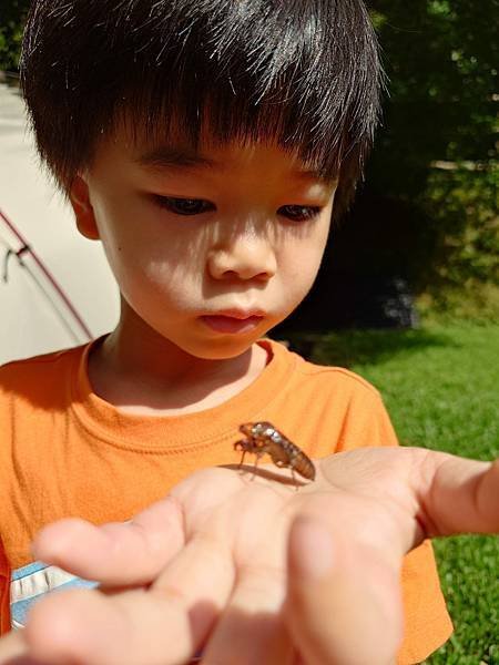 夏天露營就是要驅蟲!尊重愛護大自然,安全無毒友善鮮之路蟲搬家/臭別來雙梅家第7露根本來到蝴蝶谷(附上夏季露營必備好物/鮮之路產品折扣碼)5 8 pic pimg tw pimama 1720514655 1203735697 g n jpg