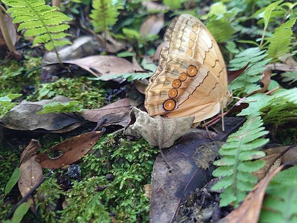 夏天露營就是要驅蟲!尊重愛護大自然,安全無毒友善鮮之路蟲搬家/臭別來雙梅家第7露根本來到蝴蝶谷(附上夏季露營必備好物/鮮之路產品折扣碼)5 6 pic pimg tw pimama 1720514656 2038122847 g n jpg