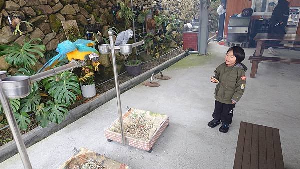 雙梅家第10露|苗栗有bear來,雲海、櫻花好享受|小孩一直吵去看鸚鵡,營本部很好買|苗栗泰安親子露營 11 pic pimg tw pimama 1740037569 2742389046 g n jpg