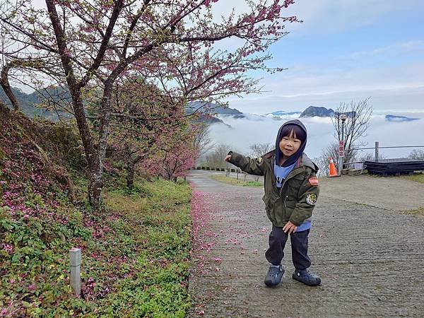 雙梅家第10露|苗栗有bear來,雲海、櫻花好享受|小孩一直吵去看鸚鵡,營本部很好買|苗栗泰安親子露營 7 pic pimg tw pimama 1740037571 4227324919 g n jpg